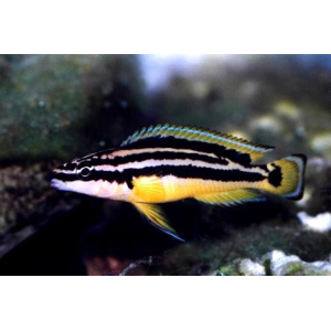 Julidochromis Ornatus 5cm